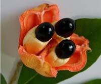 Ackee - Jamaica's national fruit